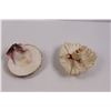 Image 2 : (2) Sea Shell Ornaments