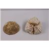 Image 3 : (2) Sea Shell Ornaments