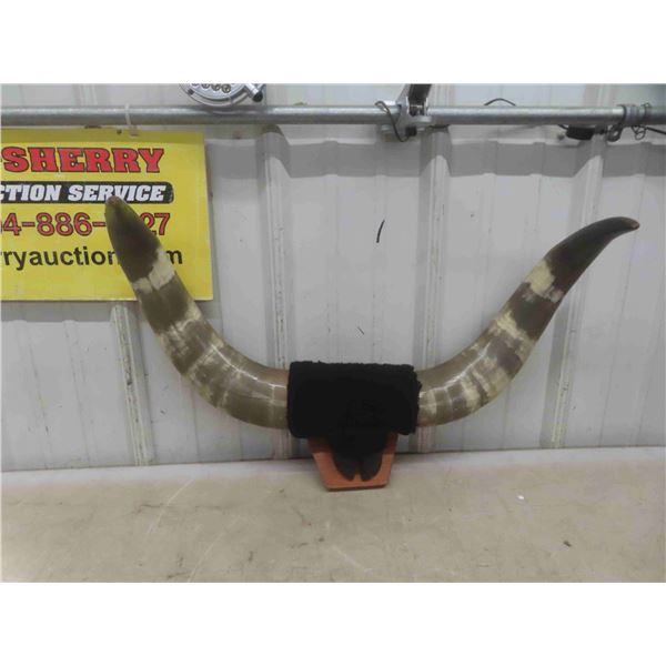 Mounted Horns 21 1/2'' Tip to Tip