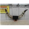 Image 1 : Mounted Horns 21 1/2'' Tip to Tip