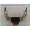 Image 3 : Mounted Horns 21 1/2'' Tip to Tip