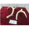 Image 1 : Deer Horn Sheds