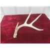 Image 2 : Deer Horn Sheds