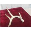 Image 4 : Deer Horn Sheds