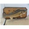 Image 1 : Masters Anglers Mounted Walleye 32'' x 16'' 