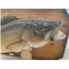 Image 2 : Masters Anglers Mounted Walleye 32'' x 16'' 
