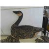 Image 2 : 12+ 2 Dimensional Decoys with Stakes, Empty Box of 12 Gauge Federal