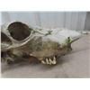 Image 2 : Cow Skull with Bullet Holes and Teeth