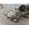 Image 3 : Cow Skull with Bullet Holes and Teeth