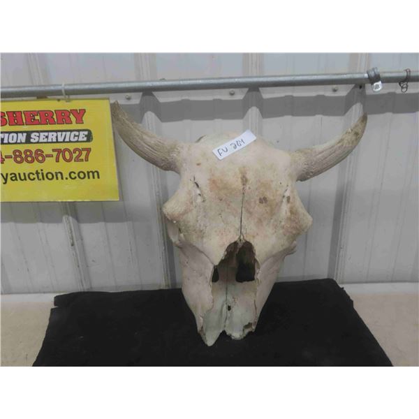 Buffalo Skull