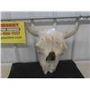 Image 1 : Buffalo Skull