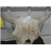 Image 3 : Buffalo Skull
