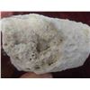 Image 4 : 4" Crystalized Geoid Fossil