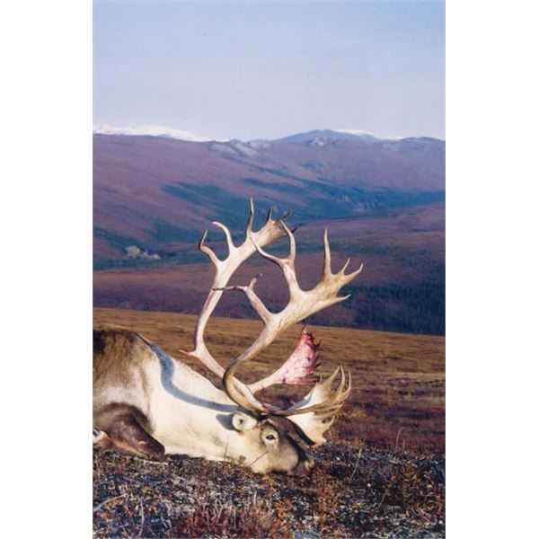 Alaska Guided Caribou Hunt for 2 Hunters