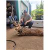 Image 1 : Maui Axis Deer Hunt for 3 Deer !!