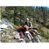 Image 2 : Wyoming Spring Black Bear Hunt