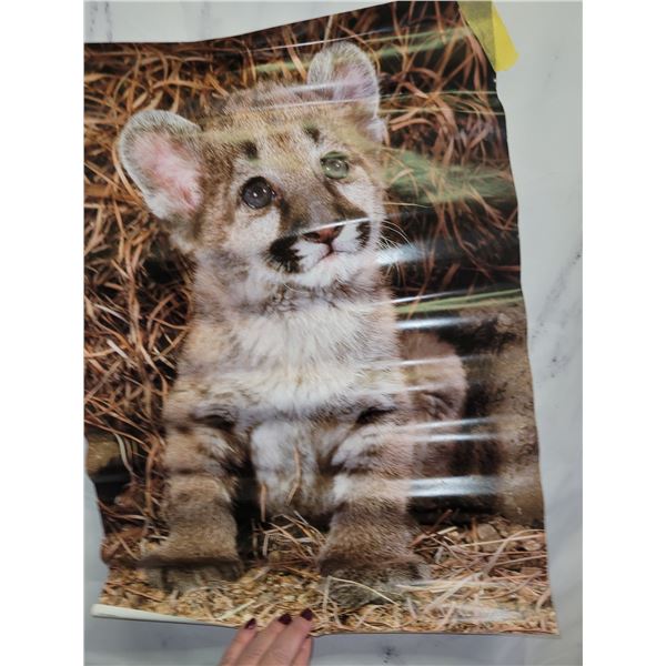 Friends of Nature Mountain Lion Cub Poster