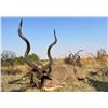 Image 1 : S. AFRICA – 3 DAY HUNT FOR 1 HUNTER WITH $1000 CREDIT TOWARD TROPHY FEES