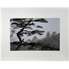 Image 1 : Yann Layma Hua Shan Sacred Mountain Shaanxi China Asian Tree Nature