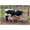 Image 2 : Embryo Heifer