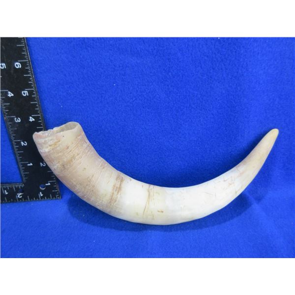 Horn Blank for Powder Horn