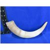 Image 1 : Horn Blank for Powder Horn