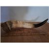 Image 1 : Cow/Bull horn