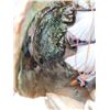 Image 4 : Seashell sail ship lamp, works - 8"H