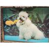 Image 2 : Lenticular lighted poodle framed picture - 21.5"x17.5"H
