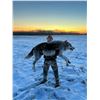 Image 2 : #SLA-12 Wolf and Coyote Hunt, Alberta (Over Bait)