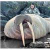 #SLA-13 Atlantic Walrus Summer Hunt, Nunavut