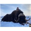 Image 2 : #SLA-15 Barren Ground OR Greenland Muskox Spring Hunt,  Nunavut