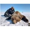 #SLA-17 Barren Ground Grizzly Hunt, Nunavut