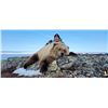 Image 2 : #SLA-17 Barren Ground Grizzly Hunt, Nunavut