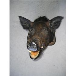 Mounted boars head