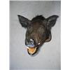 Image 1 : Mounted boars head