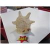 Image 1 : Huge Sea Shell