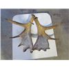 Image 1 : Moose Antlers