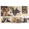 Image 1 : Animals- Real Photo Dog Postcards 36 Cards