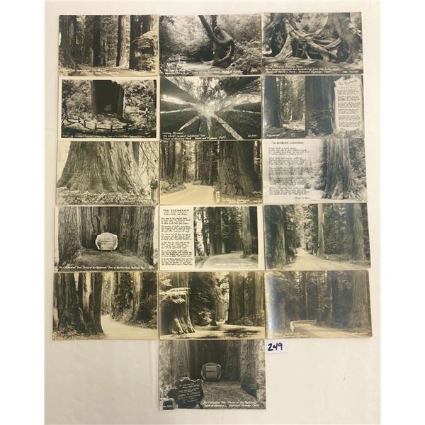 Real Photo Redwoods California Postcards 30+