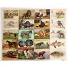 Image 1 : Greeting Postcards of Animals 27 Cards