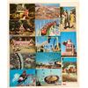 Image 3 : California Amusement Park Postcards 45+