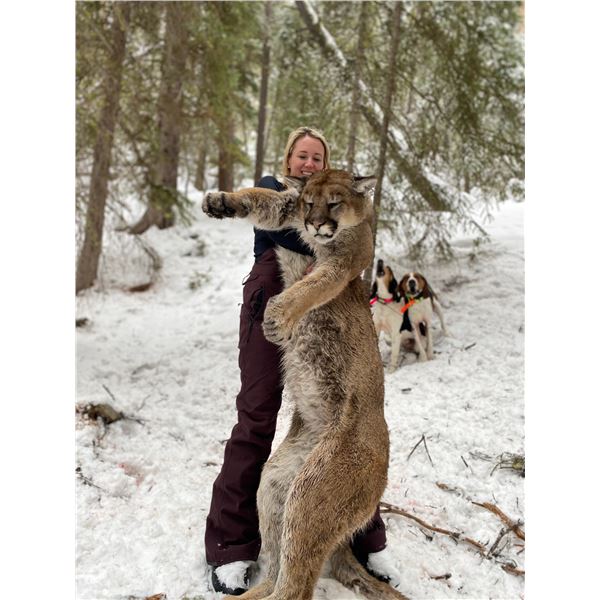 Montana Lion Hunt