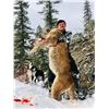 Image 2 : Montana Lion Hunt