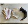 Image 3 : CONCH SHELL, FISHING ROD AND REELS