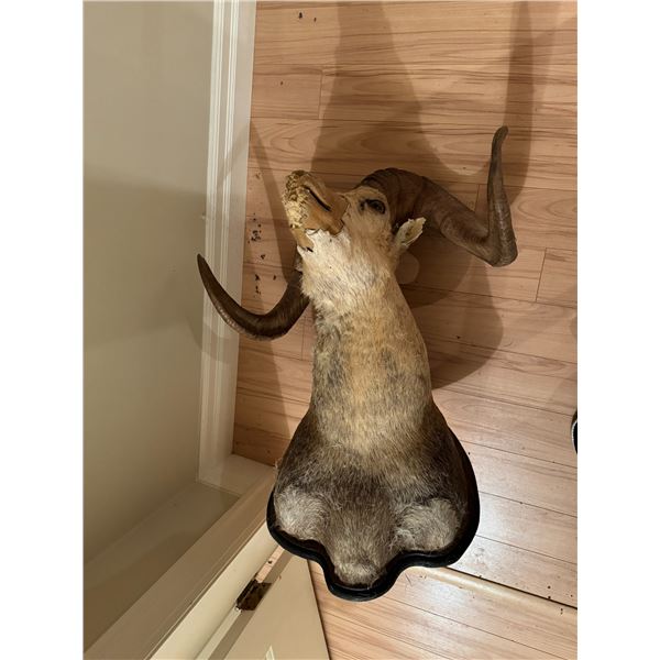 Mountain sheep mount damaged