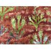 Image 2 : 8 M of New 100% Cotton Fabric - 44" Wide
