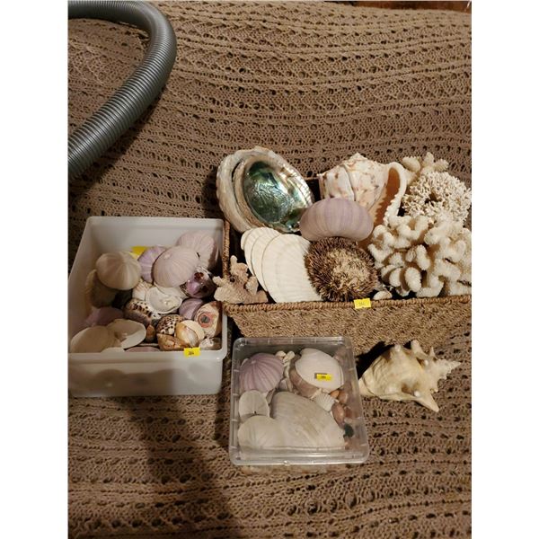 Seashell Collection