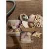 Image 1 : Seashell Collection