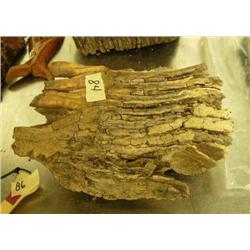 7" untreated mammoth tooth (114)